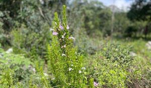 oregano-oro-verde-nuevo-leon-2